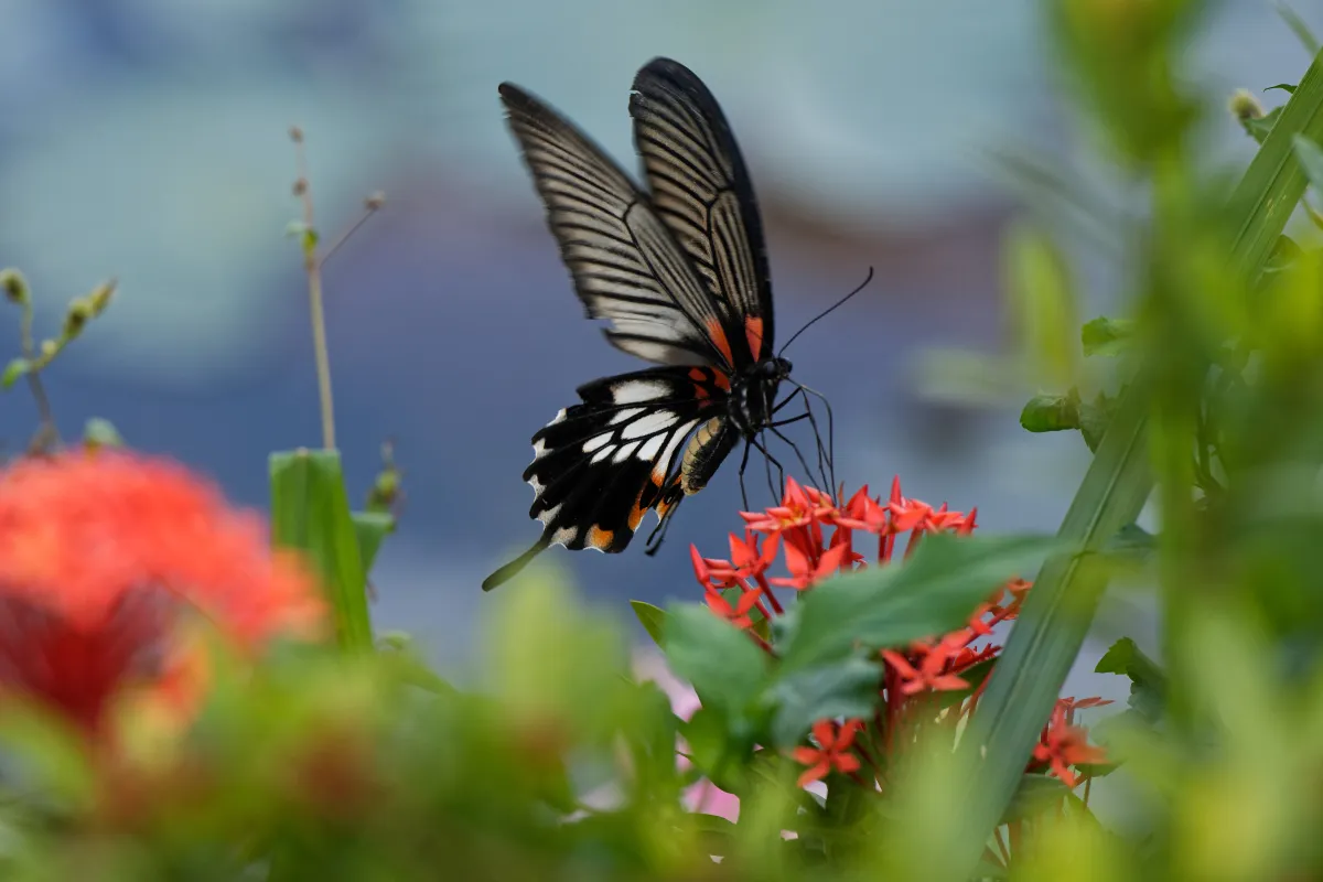 Papillon sauvage posé sur la végétation — photographie d’Yvon JACQUES