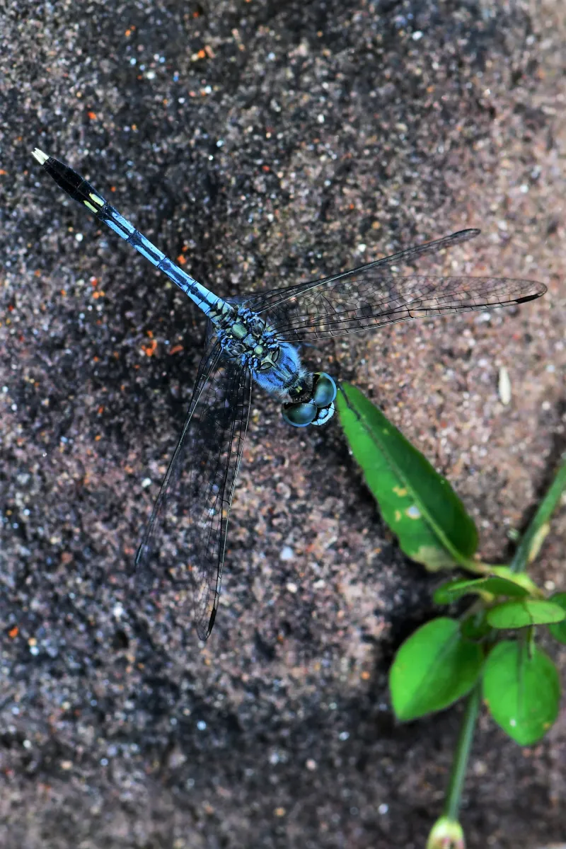 Libellule du Vietnam dans un milieu tropical — photographie d’Yvon JACQUES