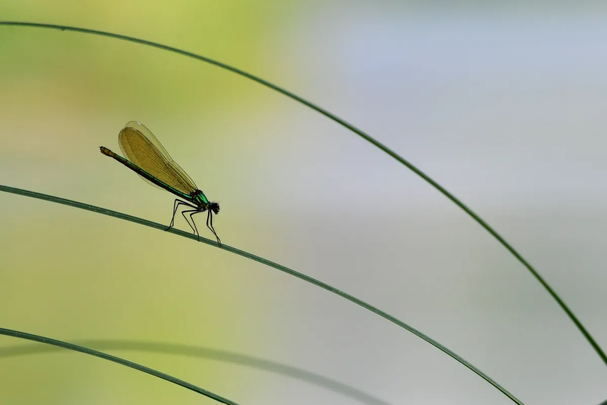 Photographie animalière artistique en high-key — photographie d’Yvon JACQUES