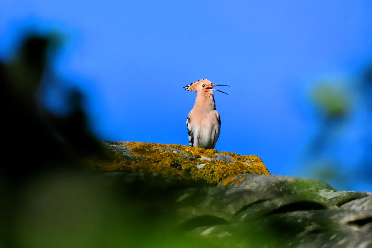 Oiseau sauvage dans son milieu naturel — photographie d’Yvon JACQUES