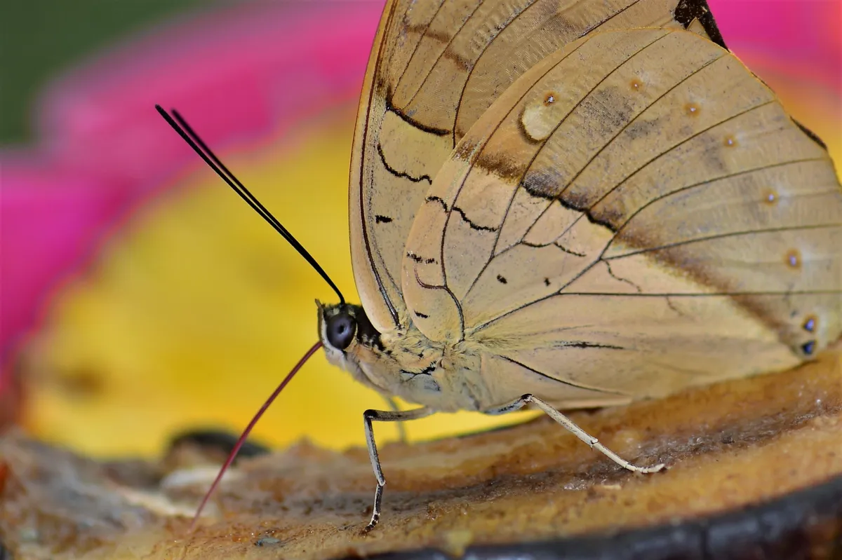 Papillon sauvage posé sur la végétation — photographie d’Yvon JACQUES