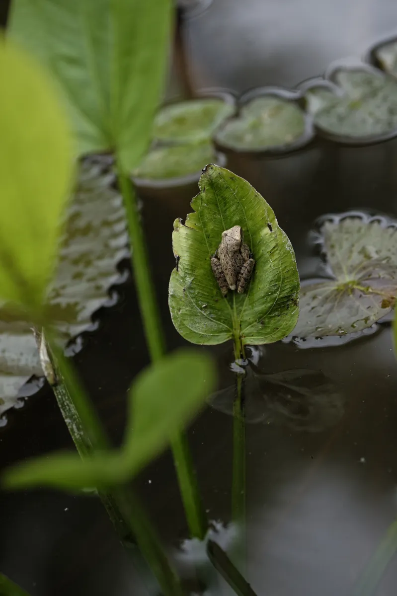 Grenouille, crapaud ou batracien à fleur d’eau — photographie d’Yvon JACQUES