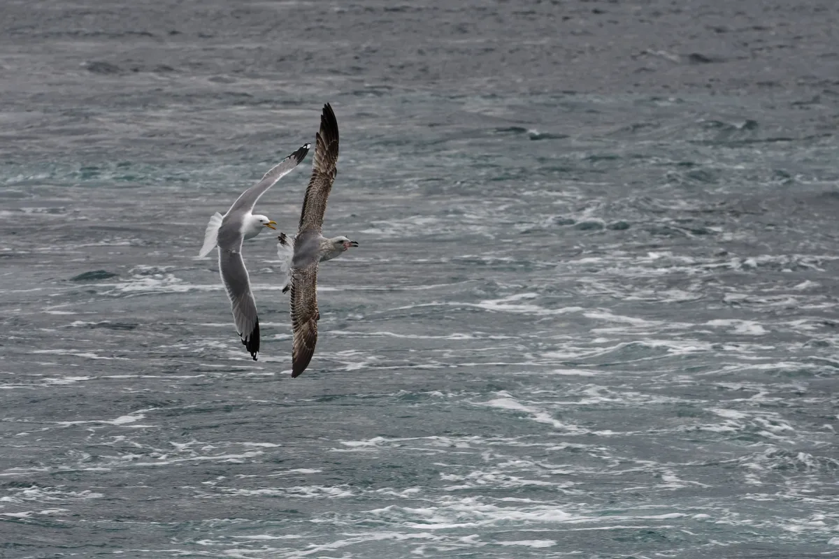 Oiseau sauvage dans son milieu naturel — photographie d’Yvon JACQUES