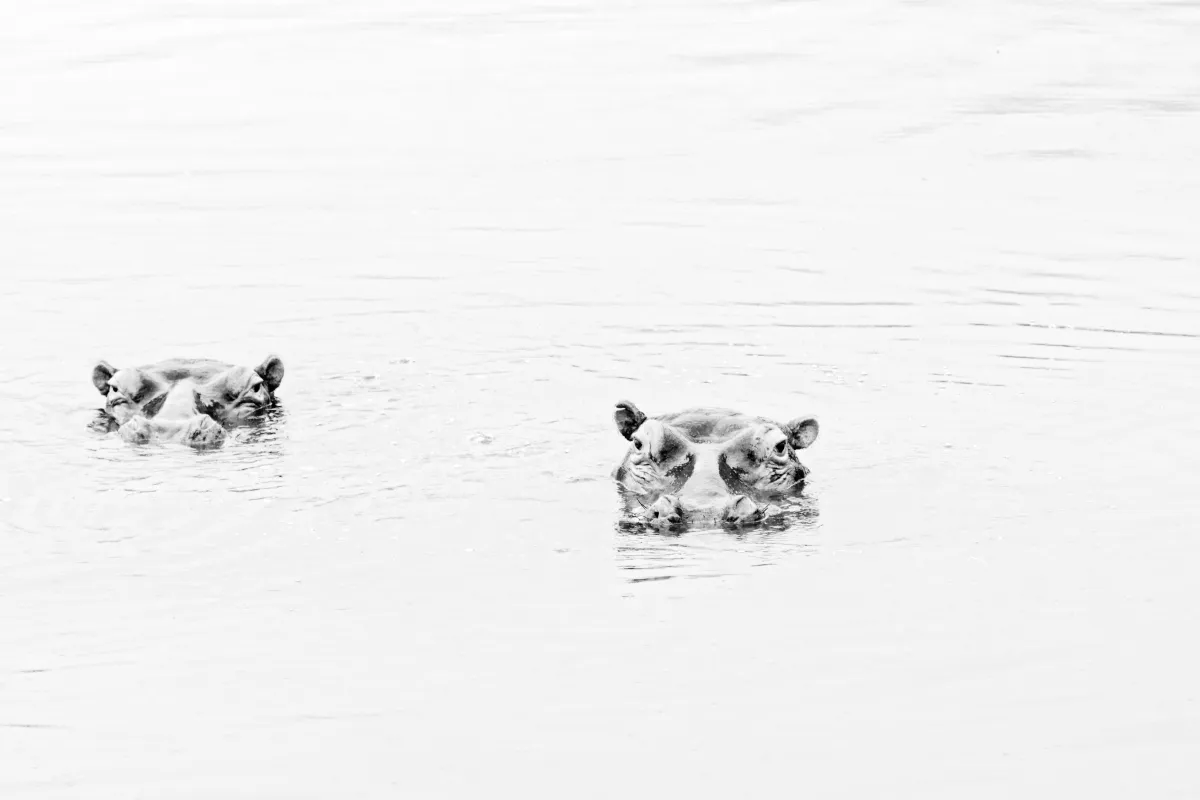 Photographie animalière artistique en high-key — photographie d’Yvon JACQUES
