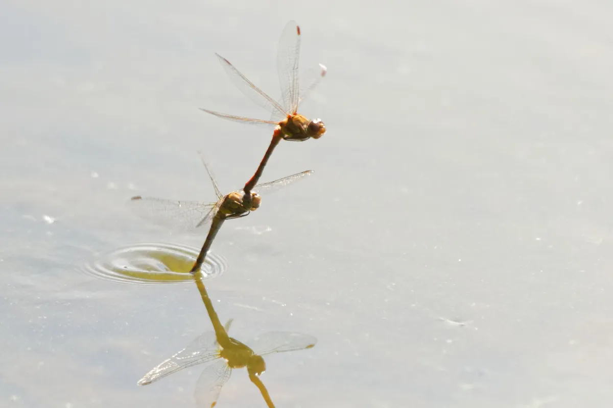 Libellule en vol, en ponte ou au repos — photographie d’Yvon JACQUES