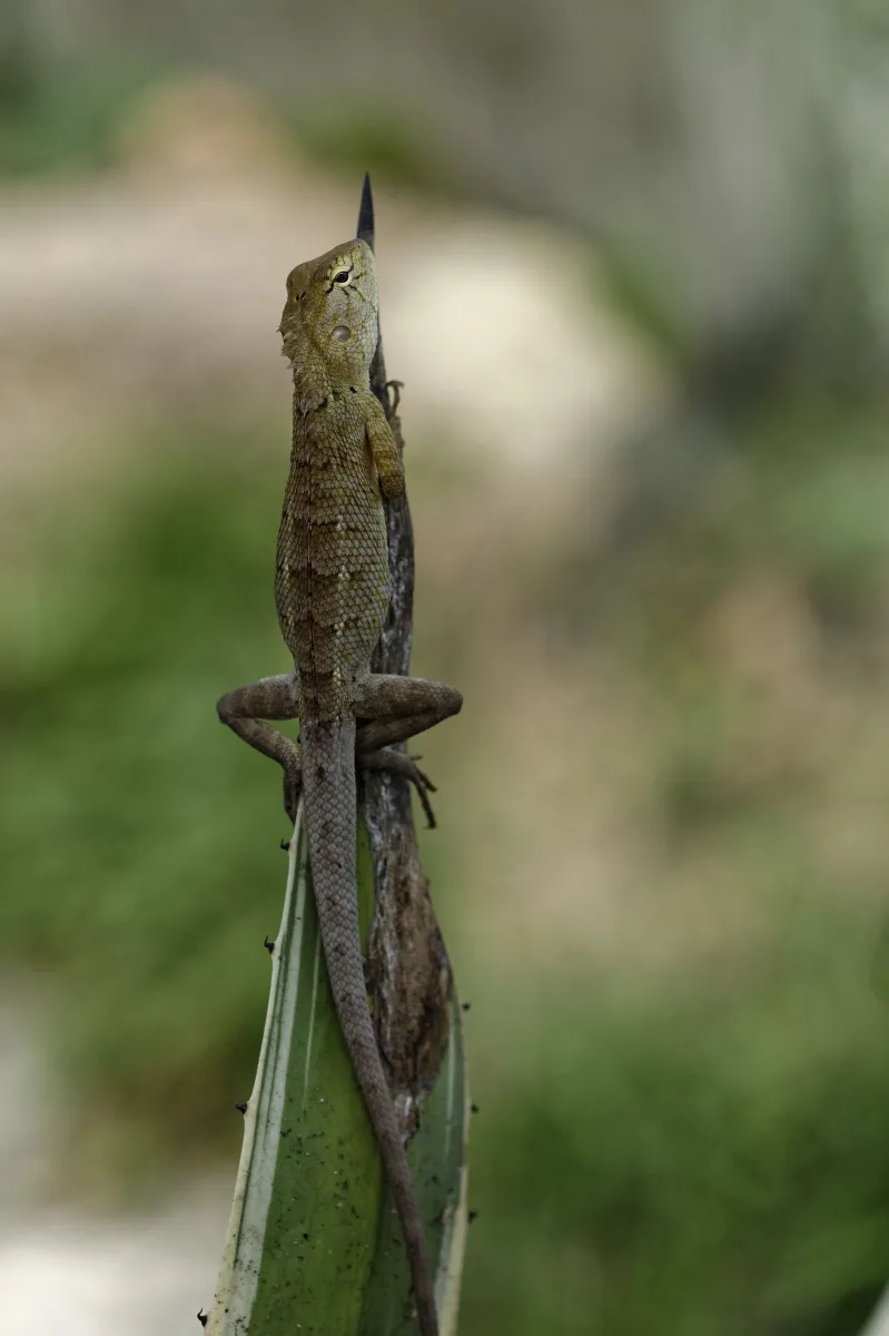 Lézard sauvage dans son habitat — photographie d’Yvon JACQUES