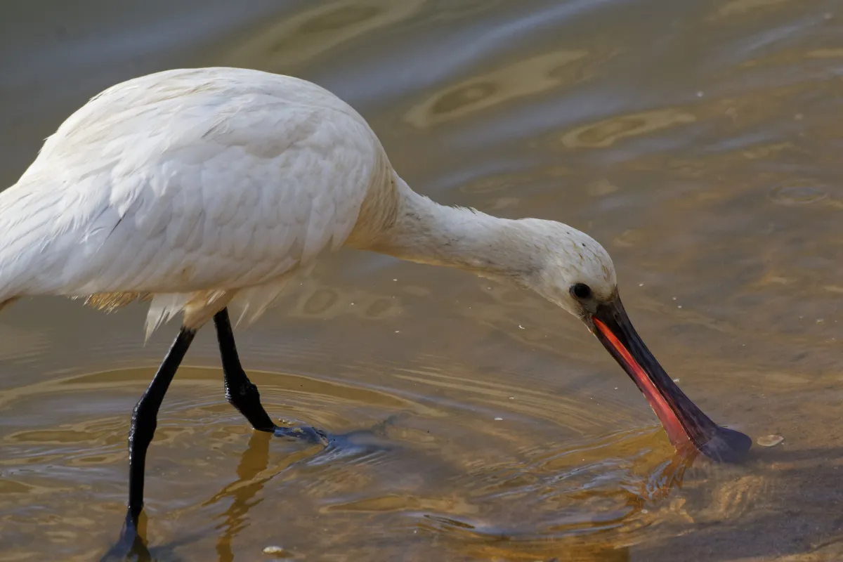 Oiseau sauvage au bec remarquable — photographie d’Yvon JACQUES