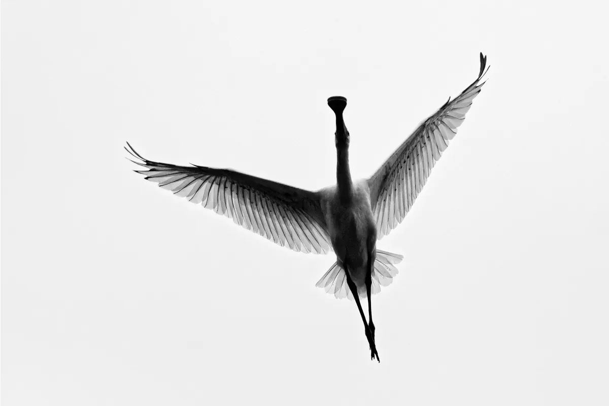 Photographie animalière artistique en high-key — photographie d’Yvon JACQUES