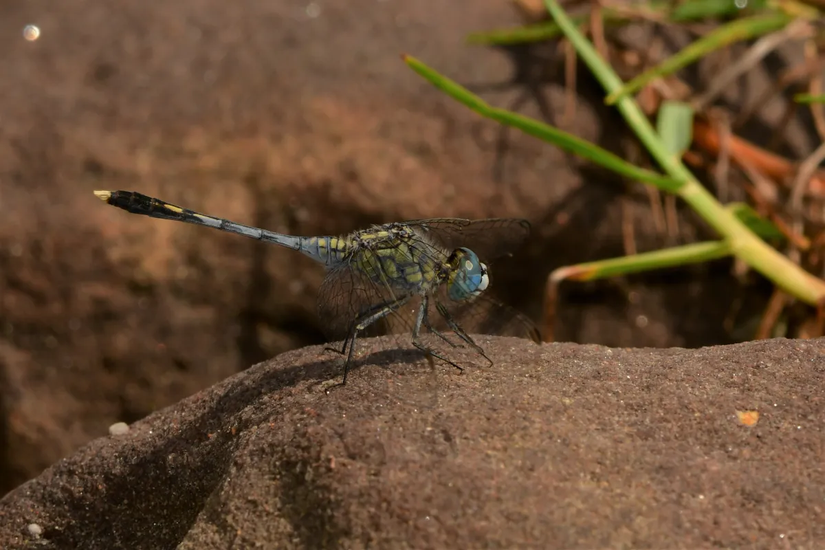 Libellule du Vietnam dans un milieu tropical — photographie d’Yvon JACQUES