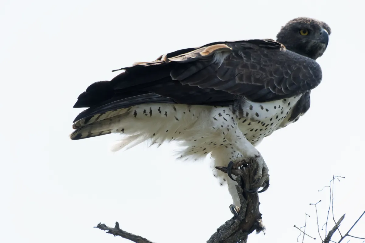 Faune, paysage ou rencontre en Afrique du Sud — photographie d’Yvon JACQUES