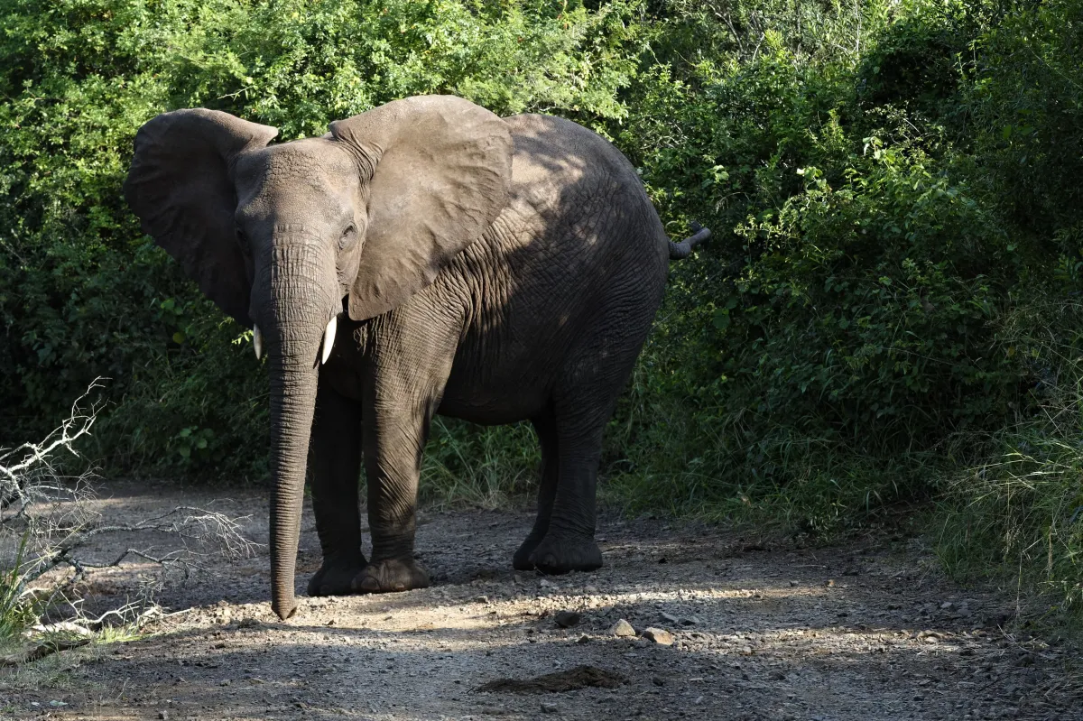 Faune, paysage ou rencontre en Afrique du Sud — photographie d’Yvon JACQUES