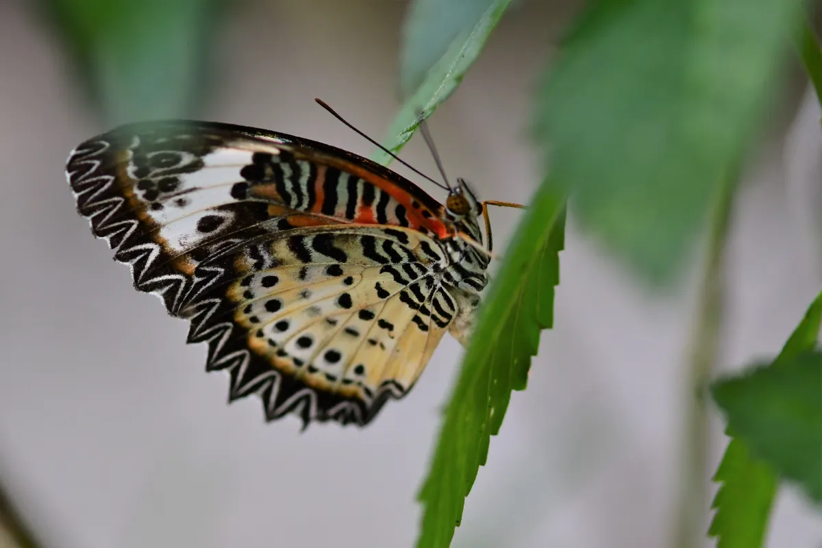 Papillon sauvage posé sur la végétation — photographie d’Yvon JACQUES