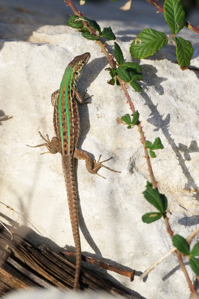 Lézard sauvage dans son habitat — photographie d’Yvon JACQUES