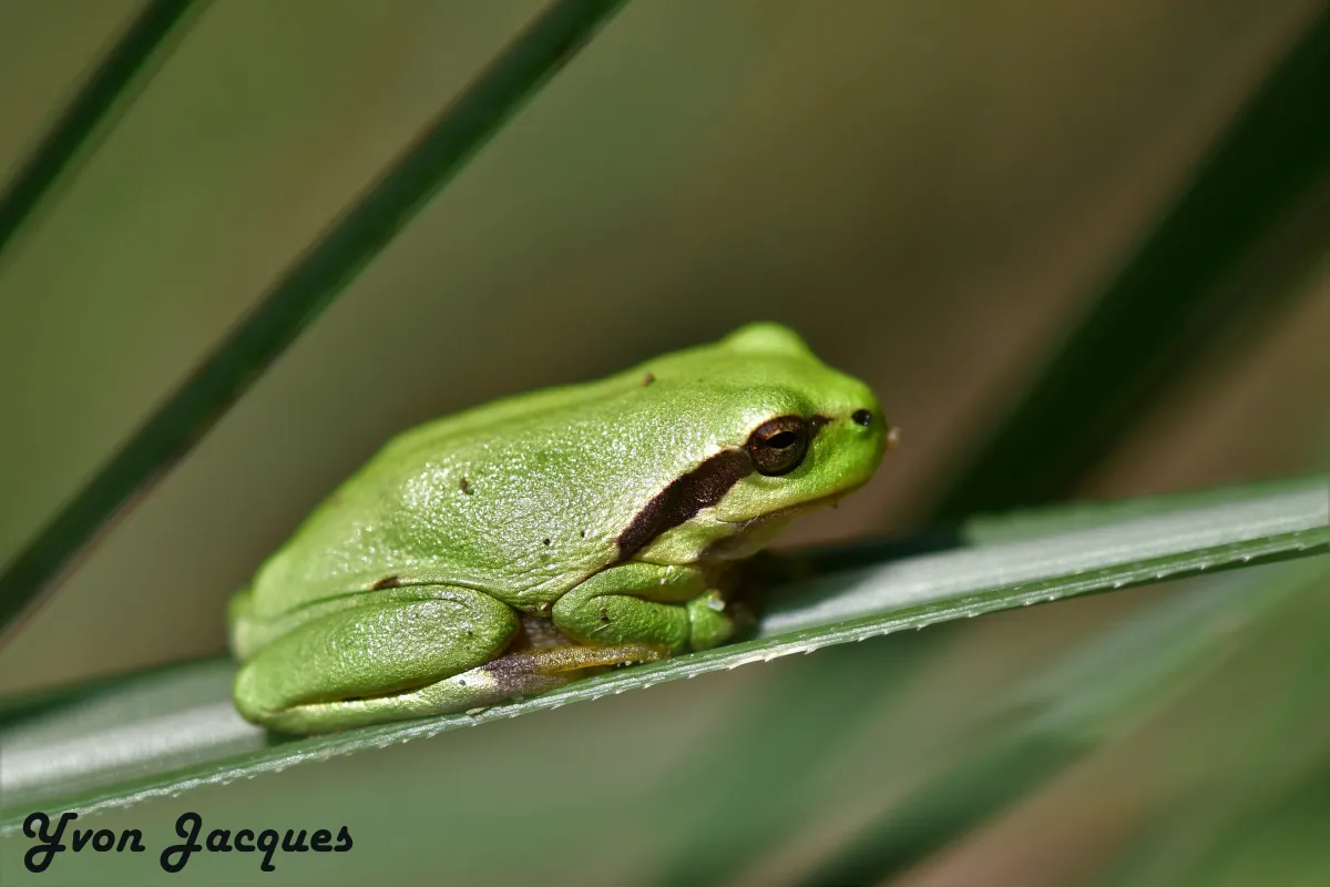 Grenouille, crapaud ou batracien à fleur d’eau — photographie d’Yvon JACQUES