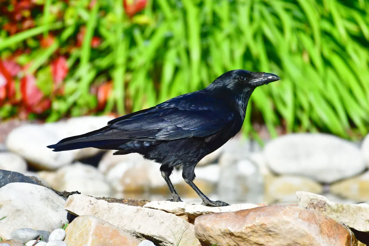 Oiseau sauvage dans son milieu naturel — photographie d’Yvon JACQUES