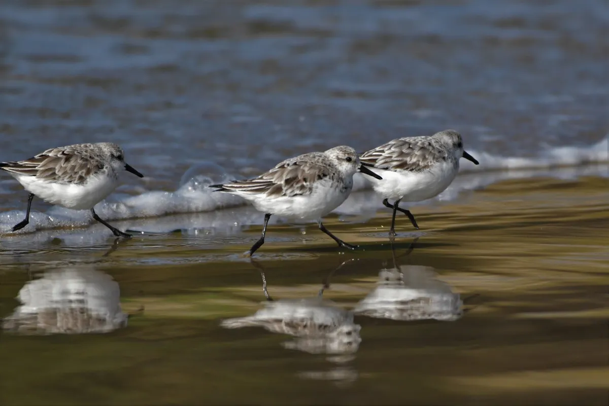 Oiseau sauvage dans son milieu naturel — photographie d’Yvon JACQUES