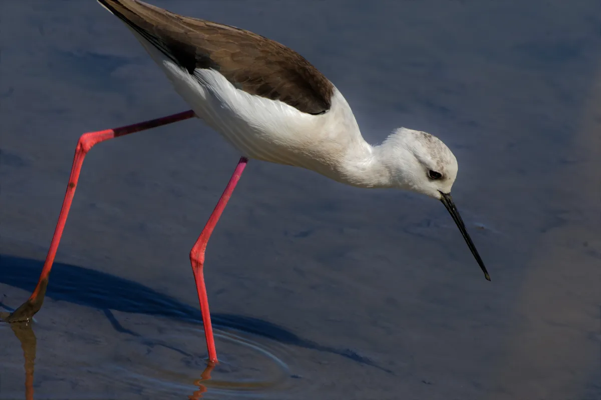 Oiseau sauvage dans son milieu naturel — photographie d’Yvon JACQUES