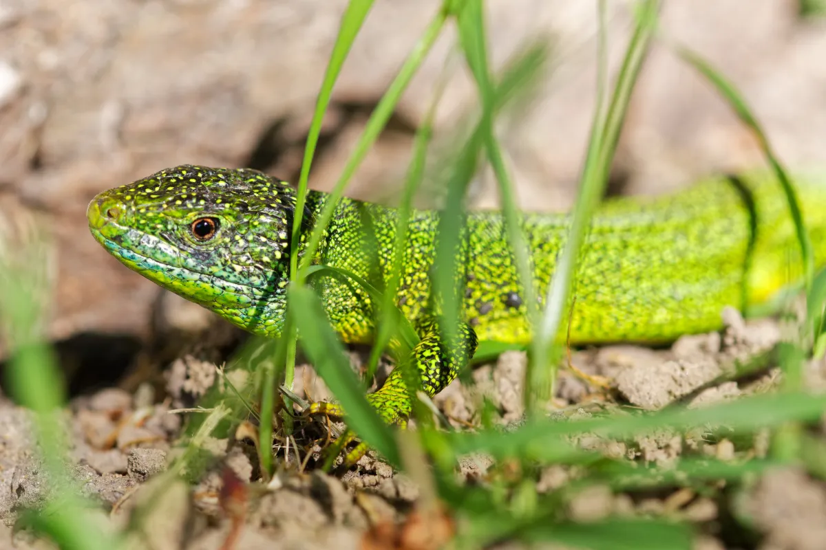 Lézard sauvage dans son habitat — photographie d’Yvon JACQUES