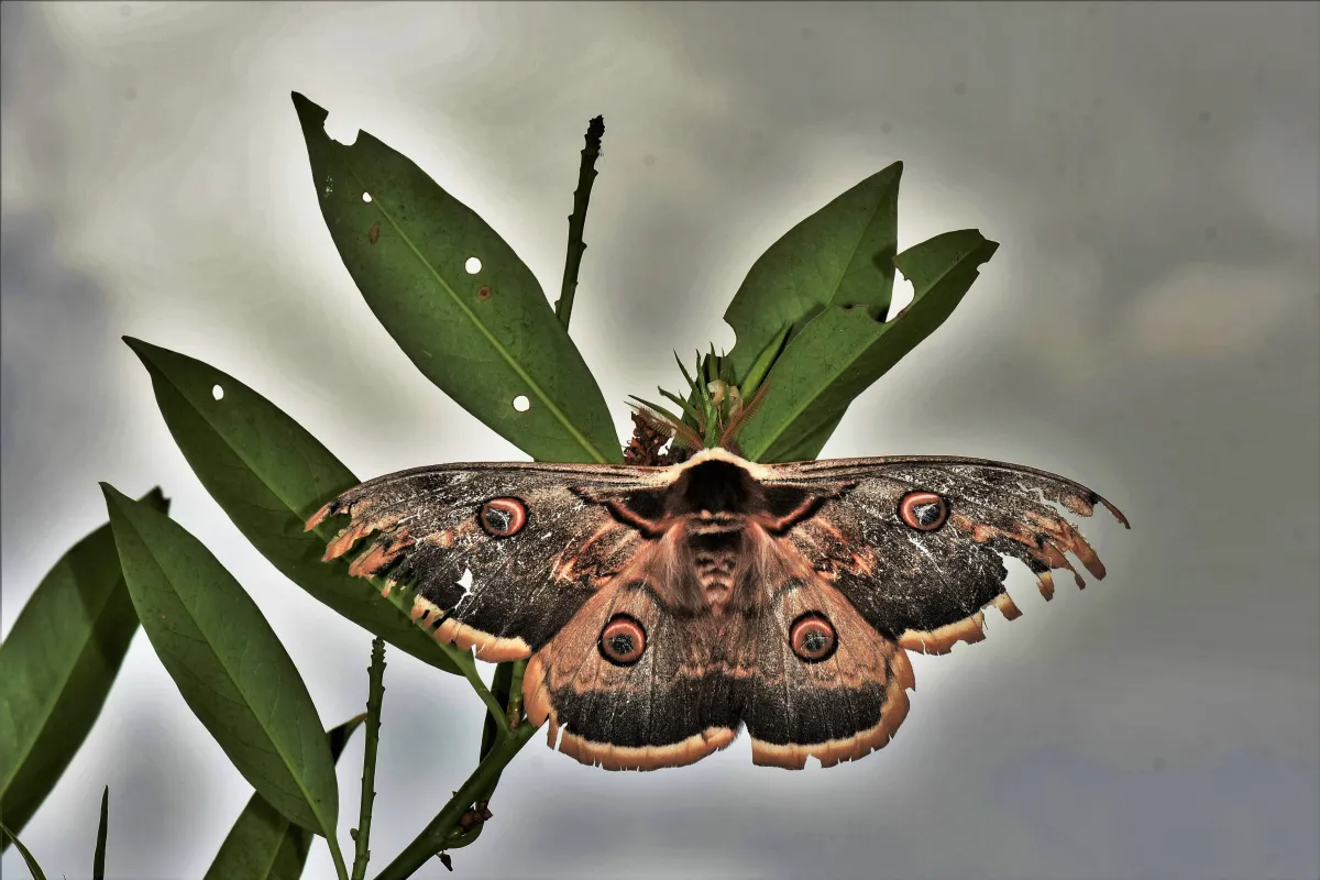 Papillon sauvage posé sur la végétation — photographie d’Yvon JACQUES
