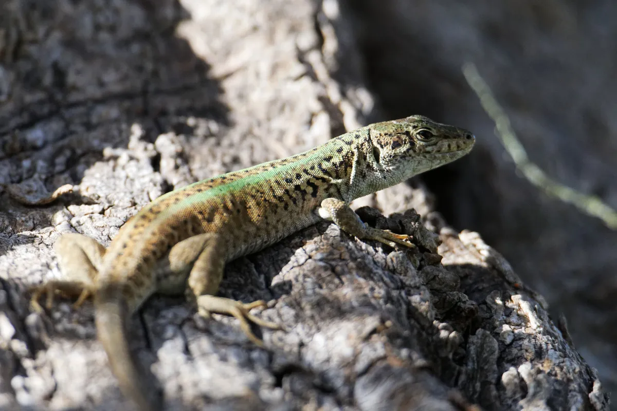 Lézard sauvage dans son habitat — photographie d’Yvon JACQUES