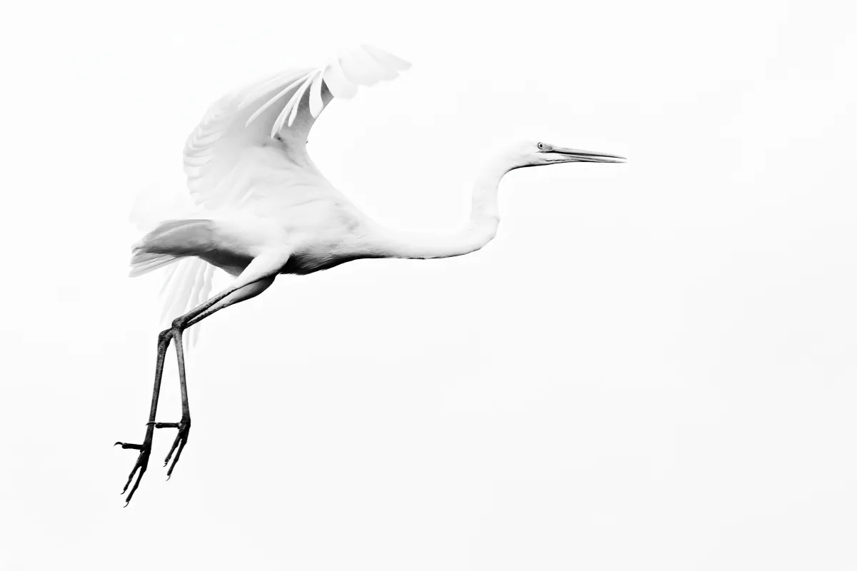 Photographie animalière artistique en high-key — photographie d’Yvon JACQUES