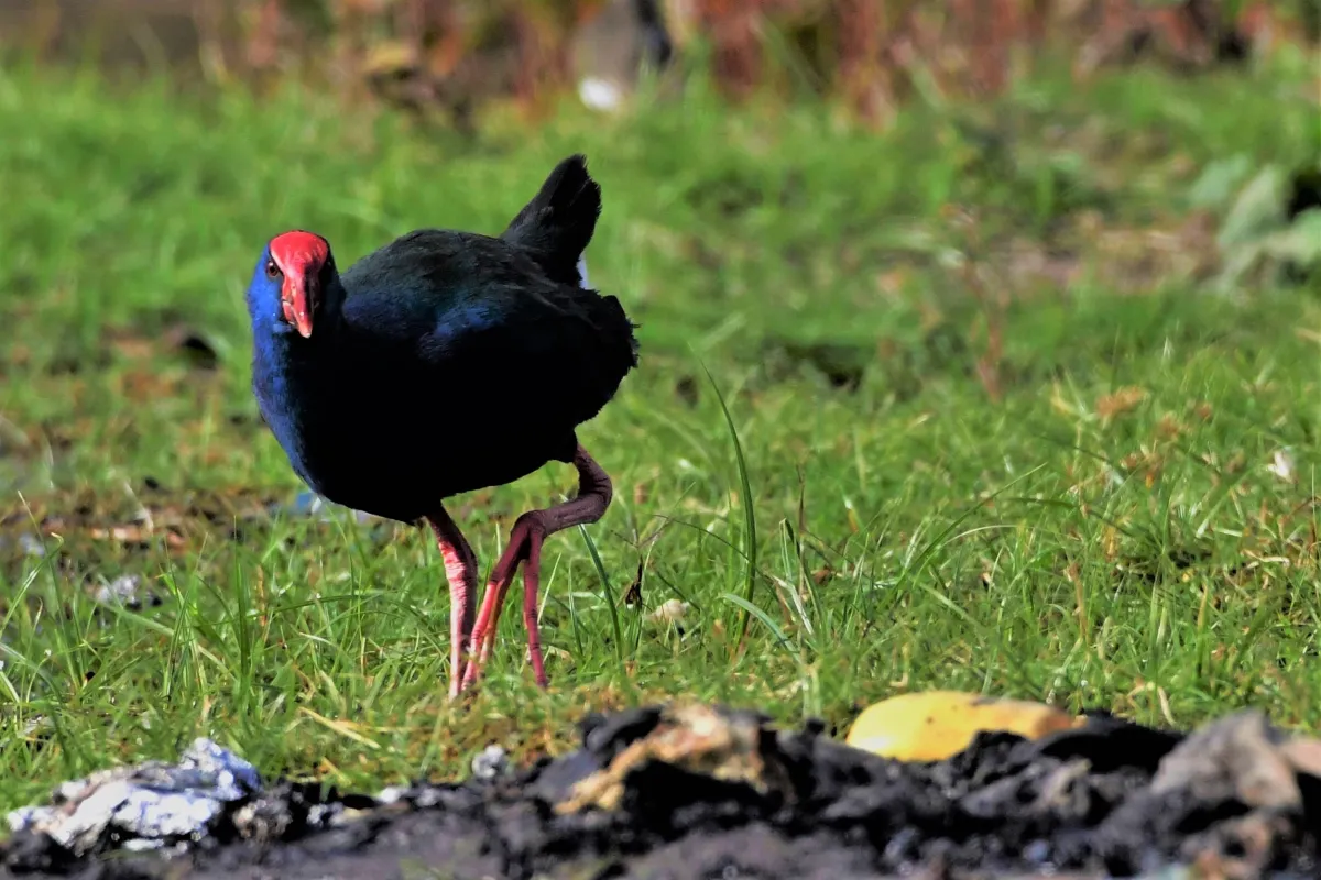Oiseau sauvage dans son milieu naturel — photographie d’Yvon JACQUES