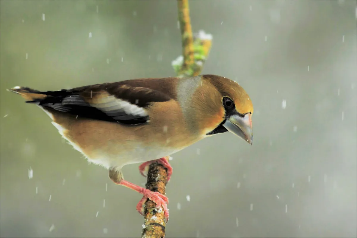 Oiseau sauvage dans son milieu naturel — photographie d’Yvon JACQUES