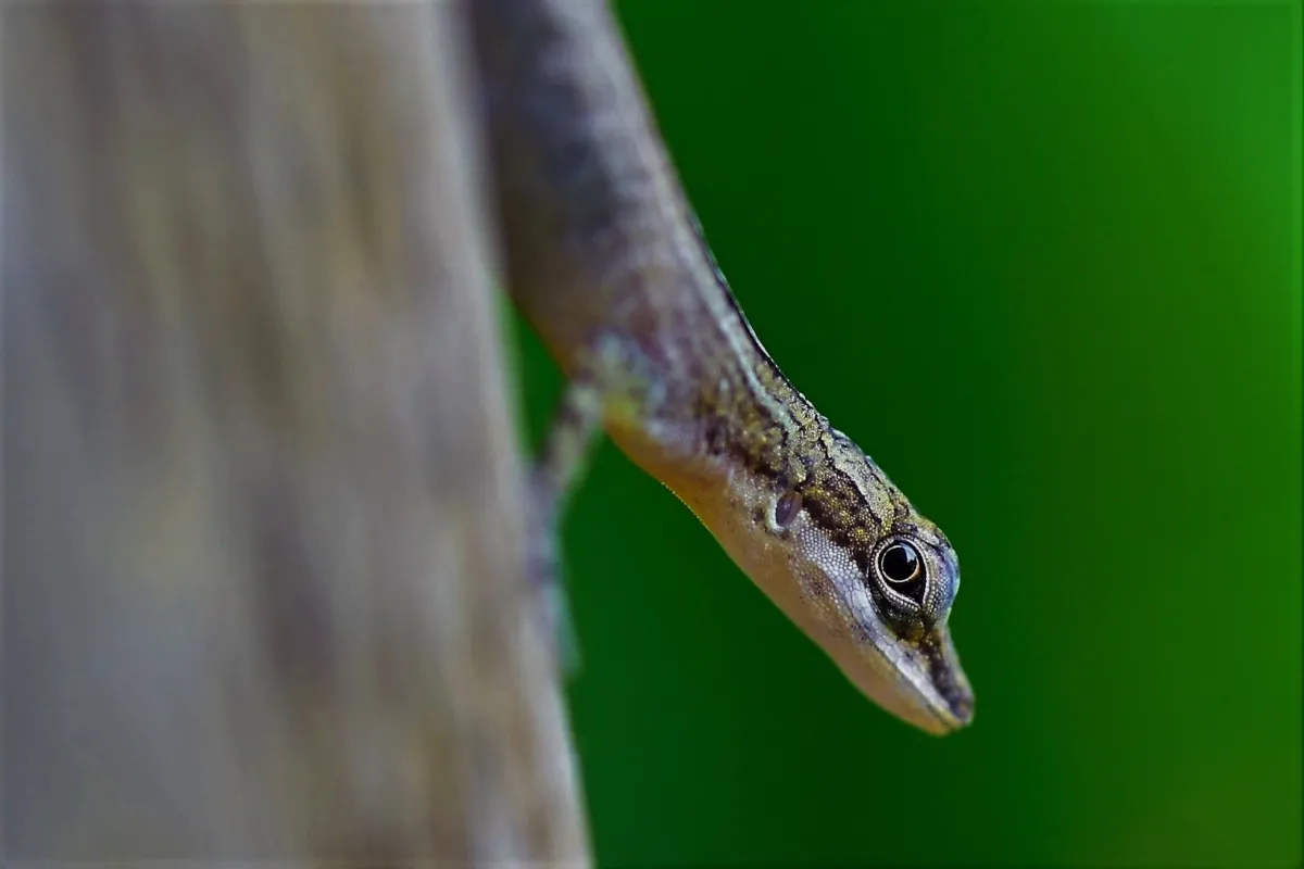Lézard sauvage dans son habitat — photographie d’Yvon JACQUES