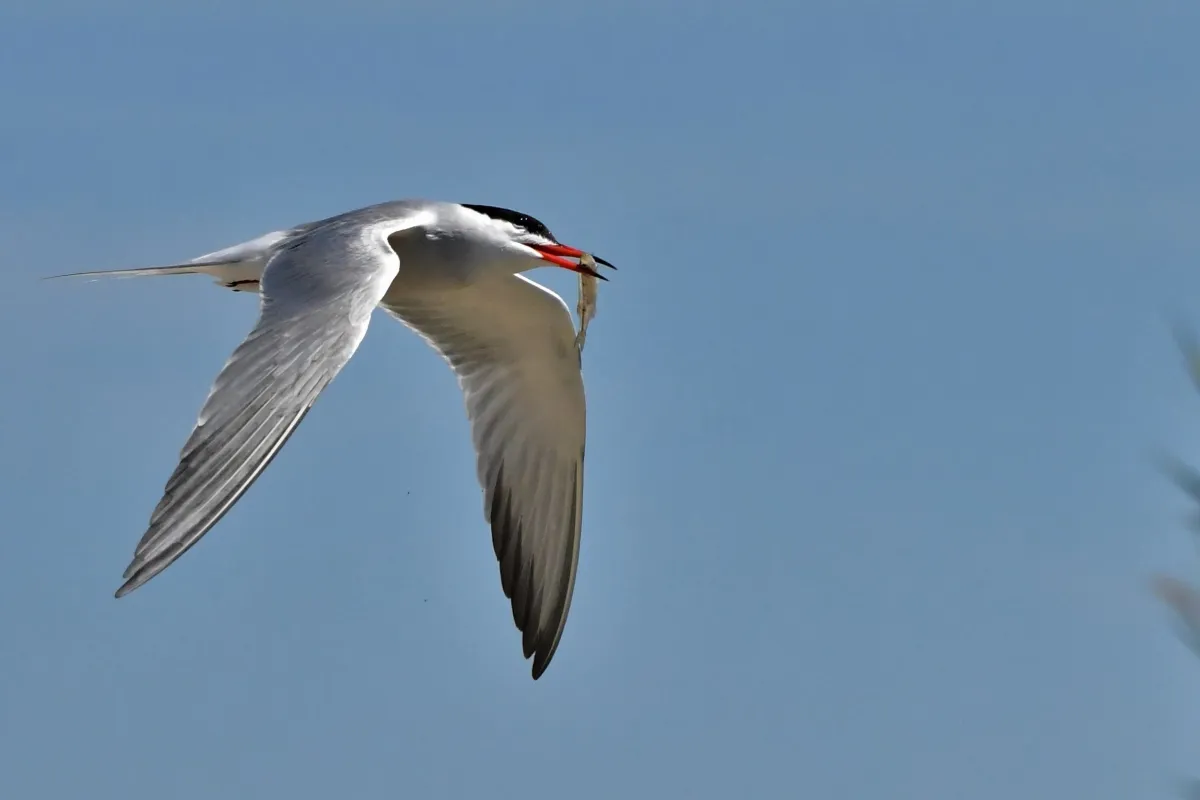 Oiseau sauvage dans son milieu naturel — photographie d’Yvon JACQUES