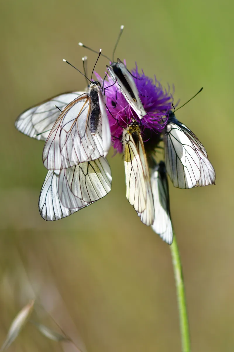 Papillon sauvage posé sur la végétation — photographie d’Yvon JACQUES