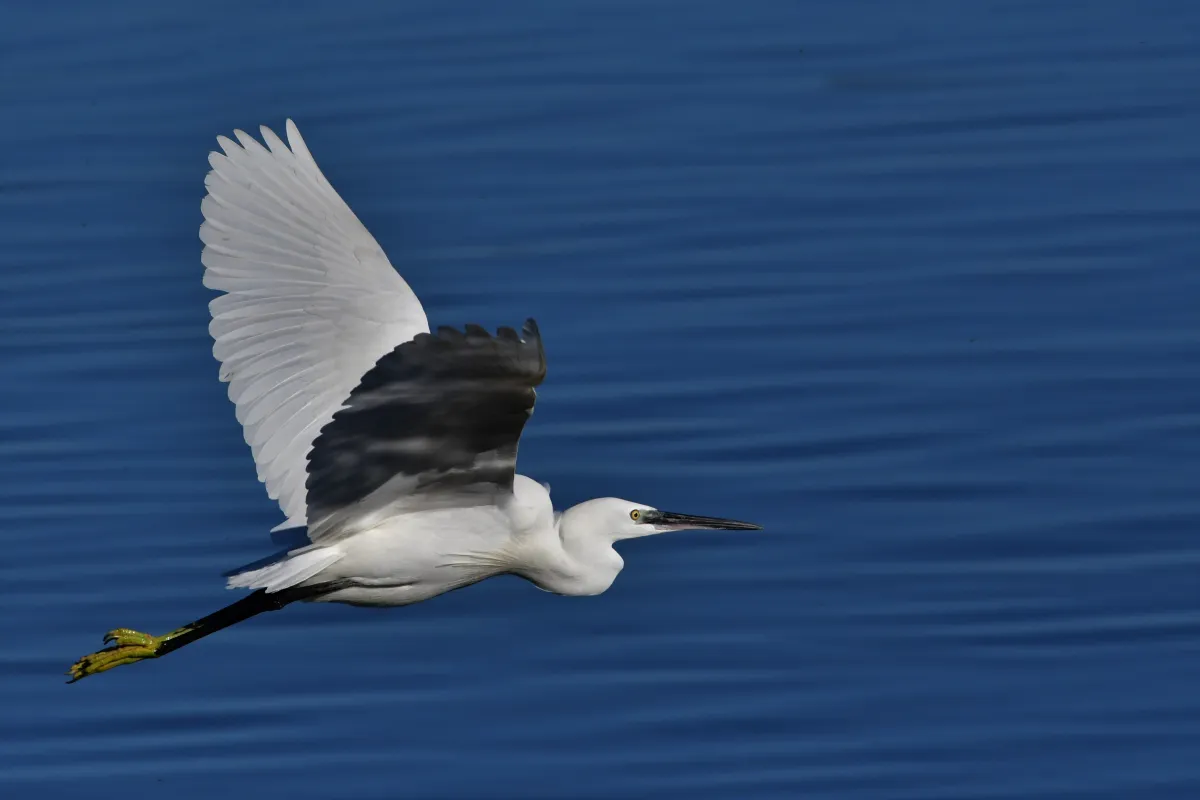 Oiseau sauvage au bec remarquable — photographie d’Yvon JACQUES