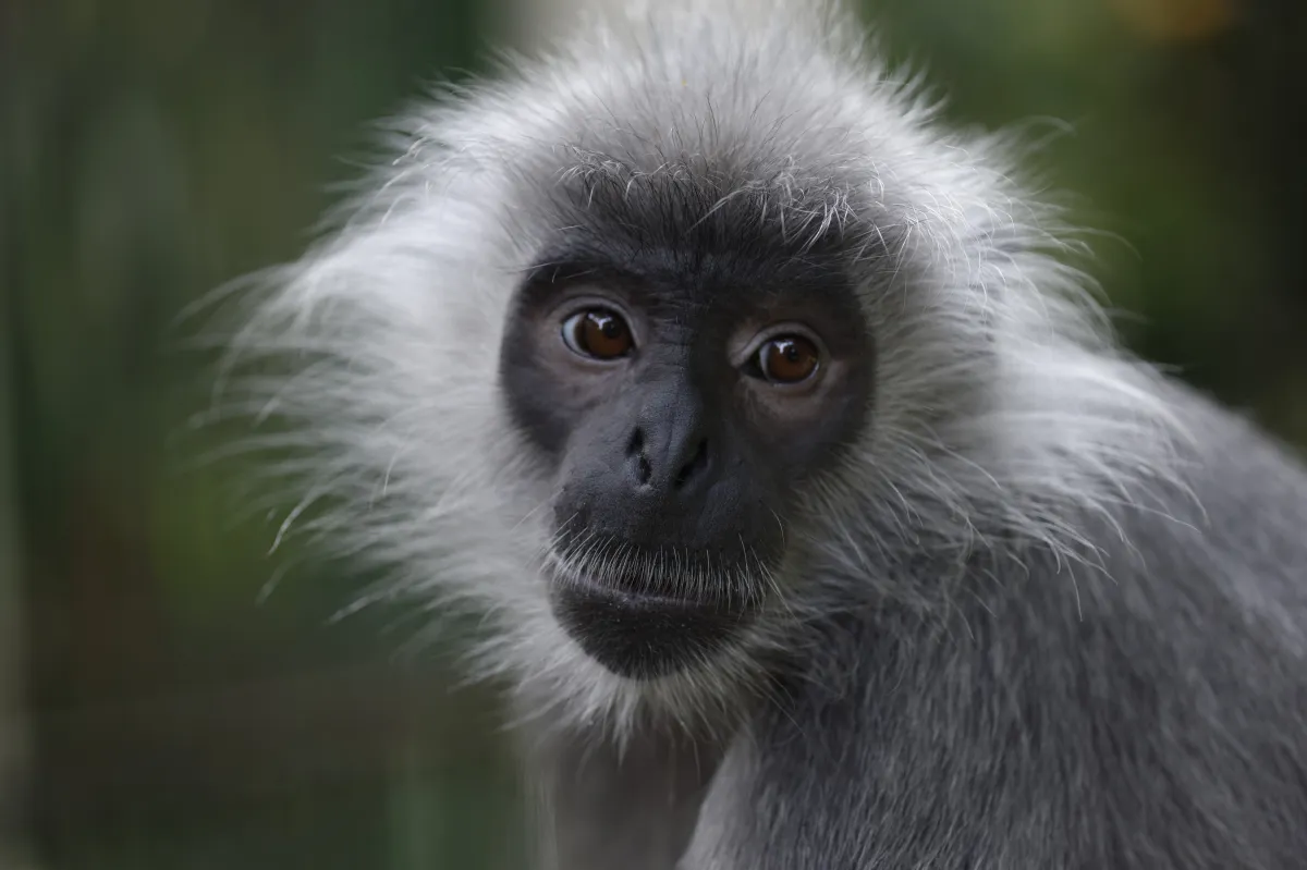Singe observé dans son environnement — photographie d’Yvon JACQUES