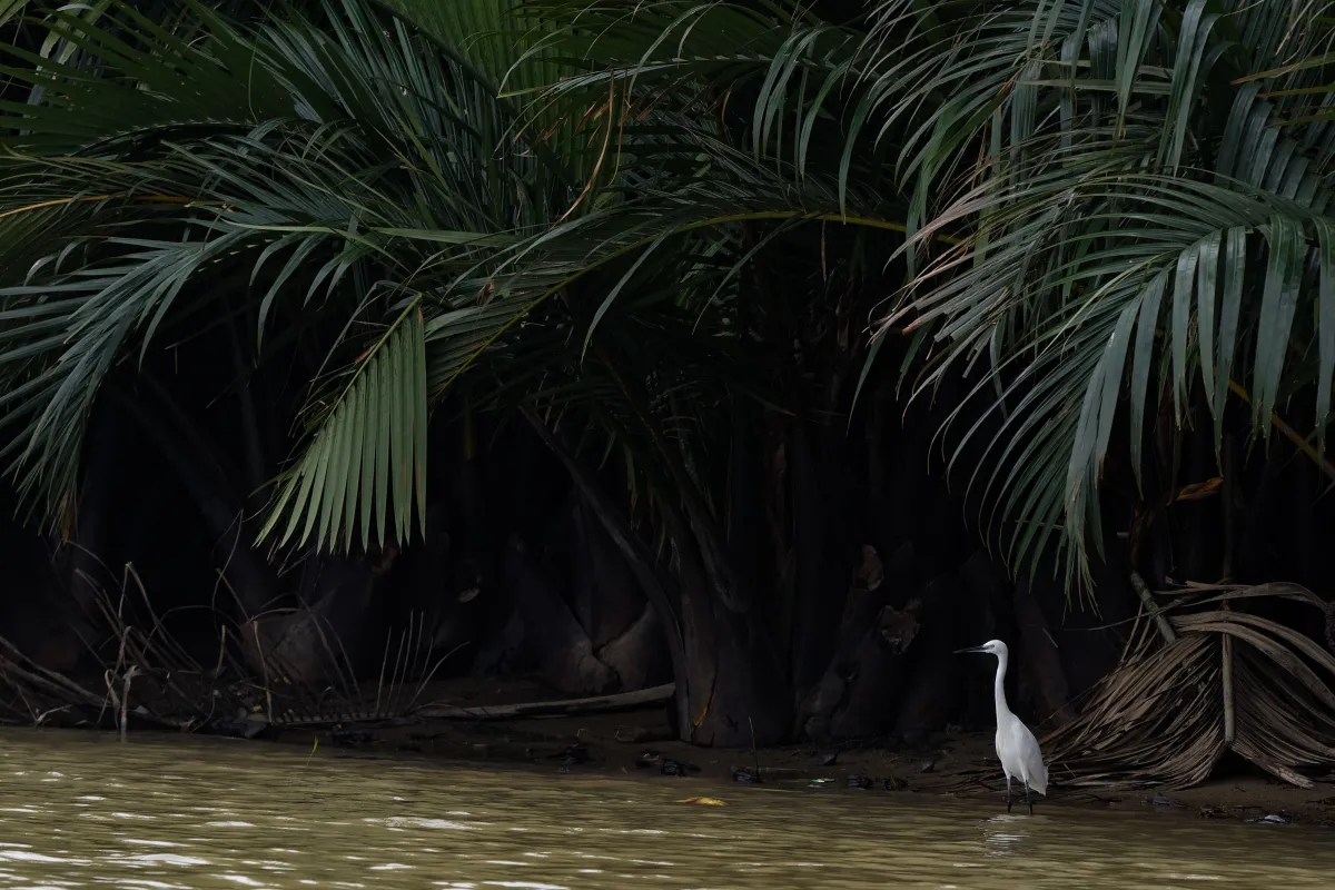 Oiseau sauvage dans son milieu naturel — photographie d’Yvon JACQUES