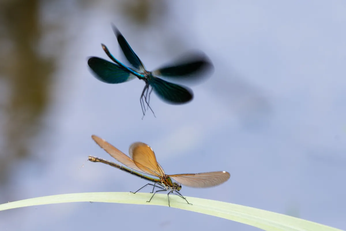 Libellule en vol, en ponte ou au repos — photographie d’Yvon JACQUES