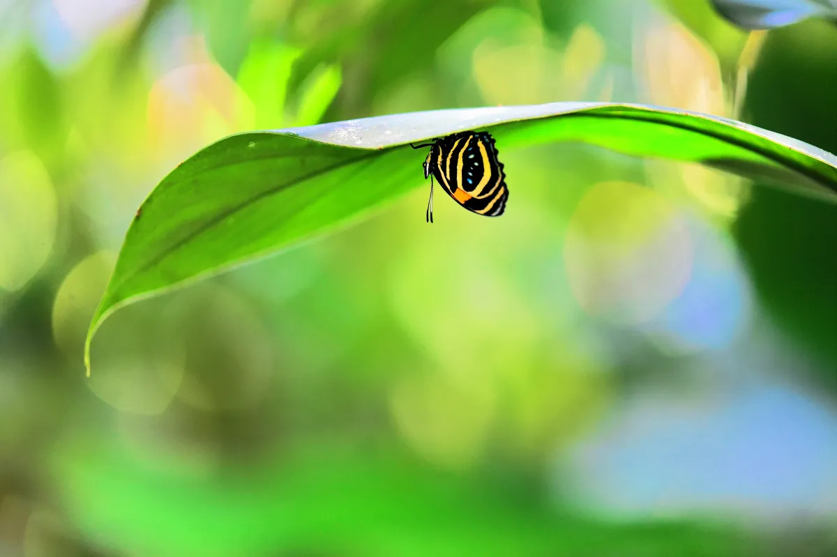 Papillon sauvage posé sur la végétation — photographie d’Yvon JACQUES