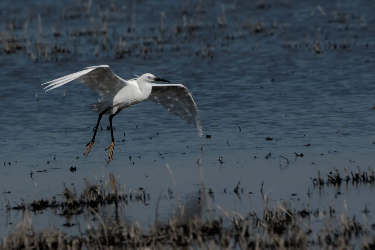Oiseau sauvage au bec remarquable — photographie d’Yvon JACQUES