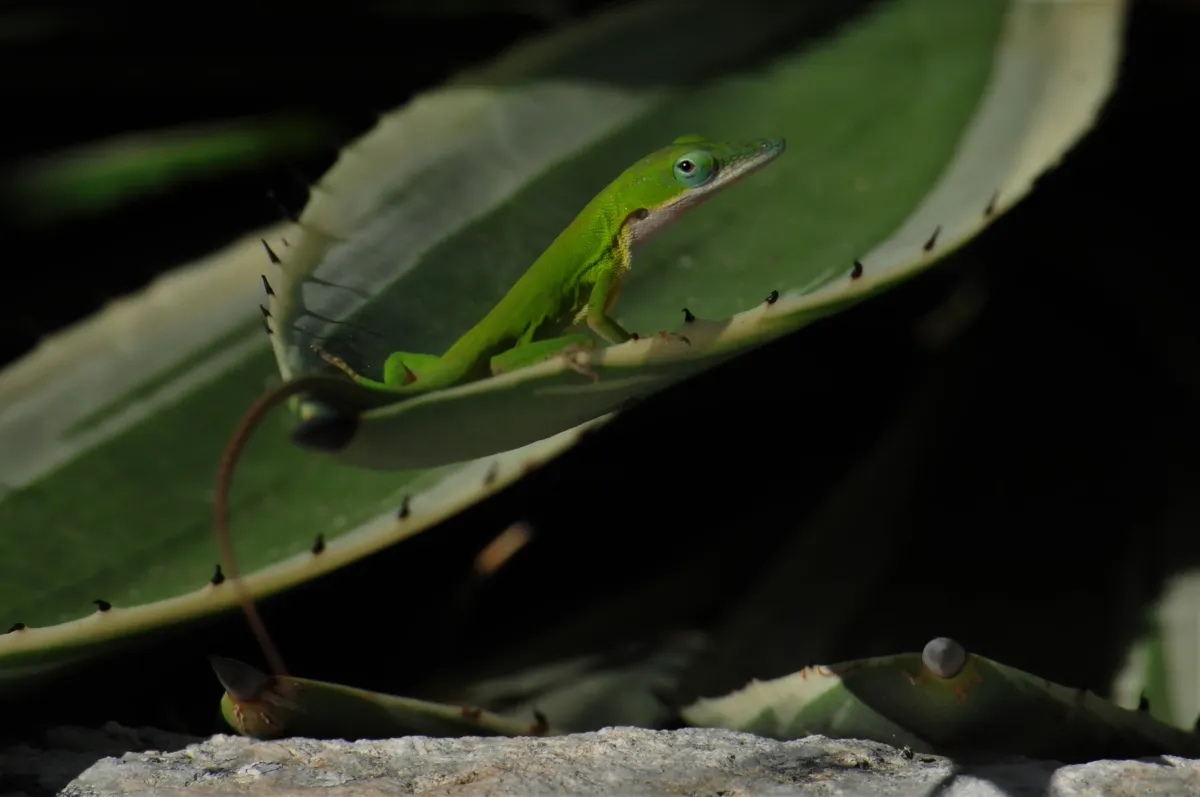 Lézard sauvage dans son habitat — photographie d’Yvon JACQUES