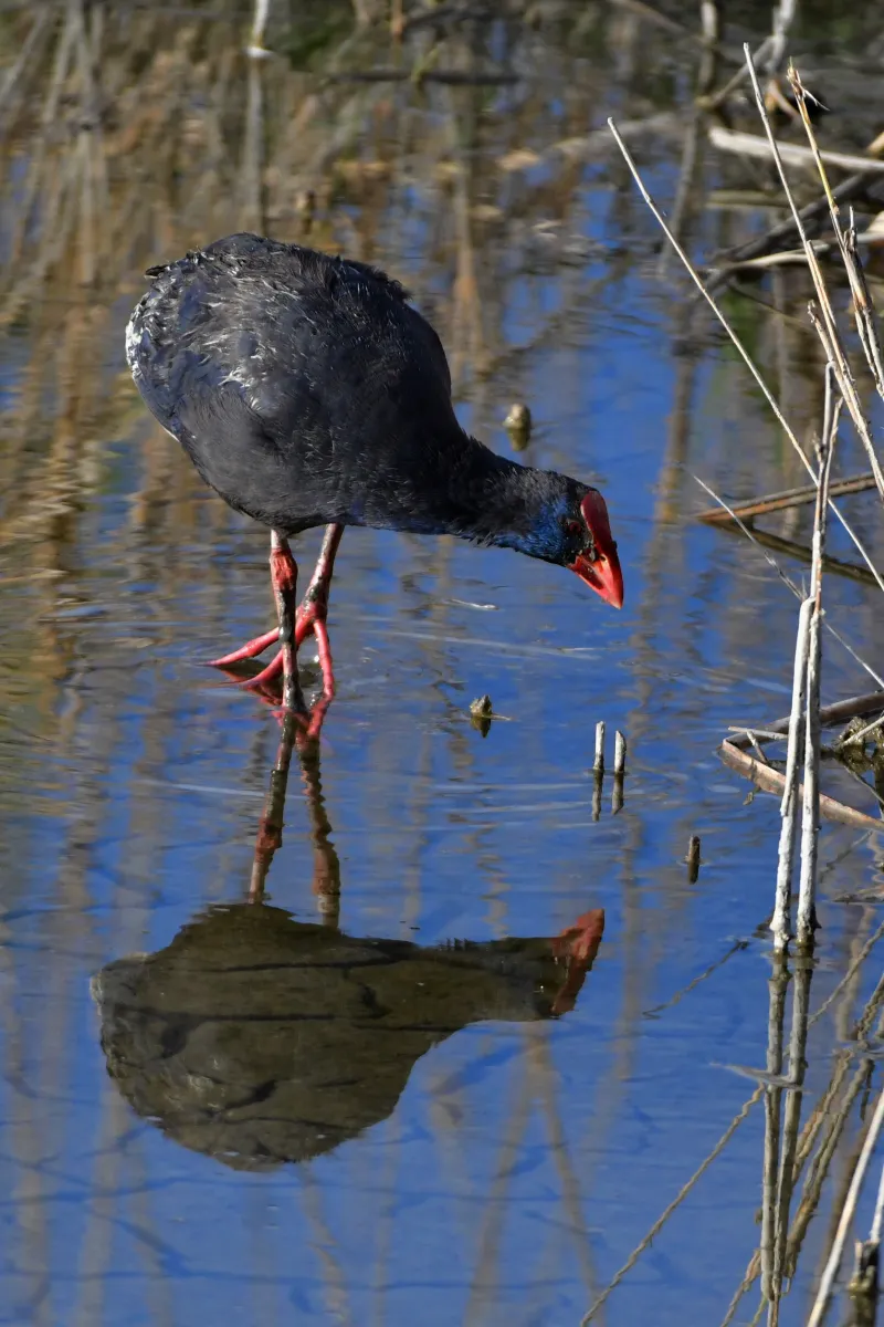 Oiseau sauvage dans son milieu naturel — photographie d’Yvon JACQUES