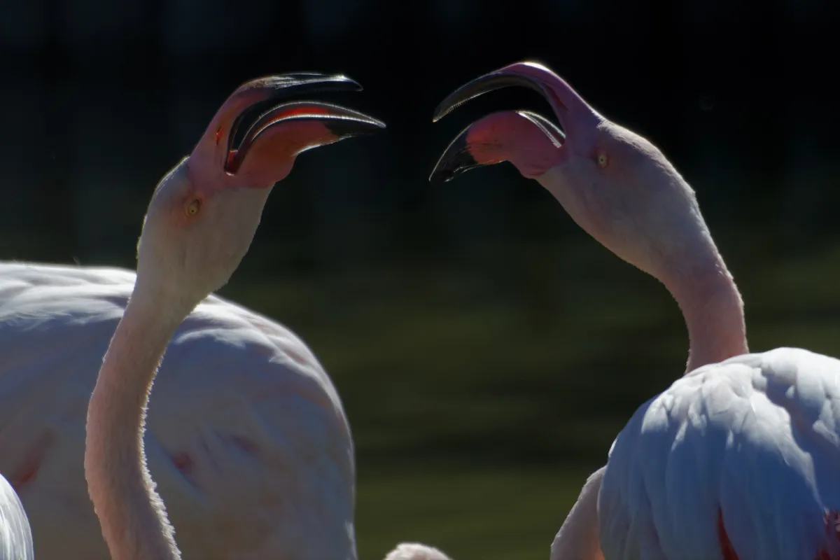 Flamant rose dans la lumière de Camargue — photographie d’Yvon JACQUES
