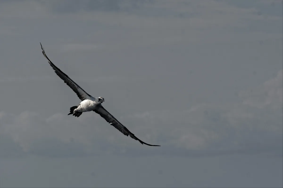Oiseau sauvage dans son milieu naturel — photographie d’Yvon JACQUES