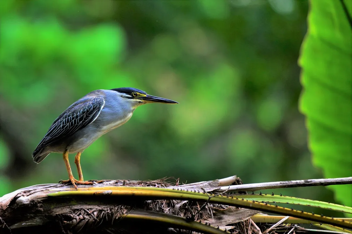 Oiseau sauvage dans son milieu naturel — photographie d’Yvon JACQUES