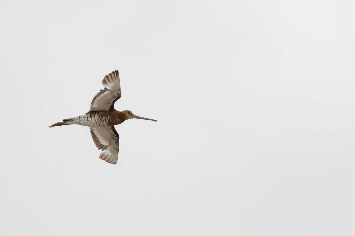 Oiseau sauvage dans son milieu naturel — photographie d’Yvon JACQUES