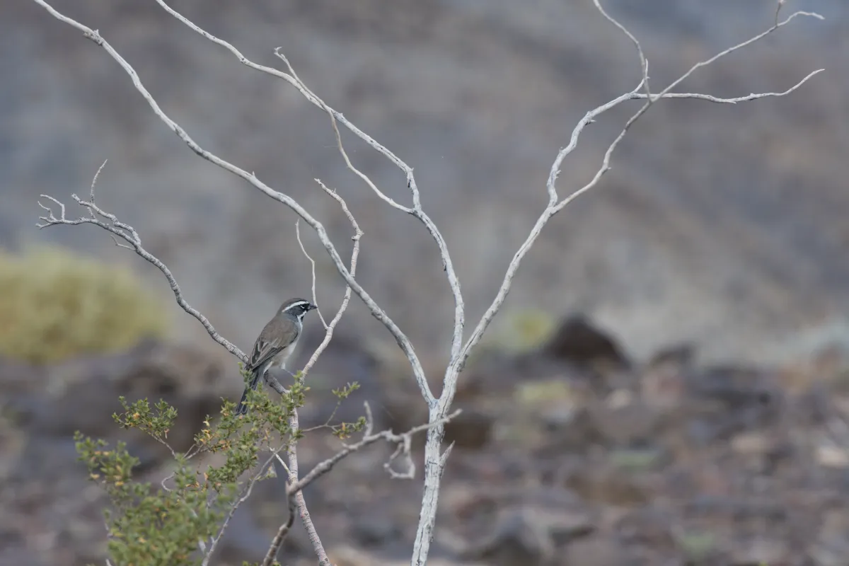 Faune ou paysage des grands espaces américains — photographie d’Yvon JACQUES