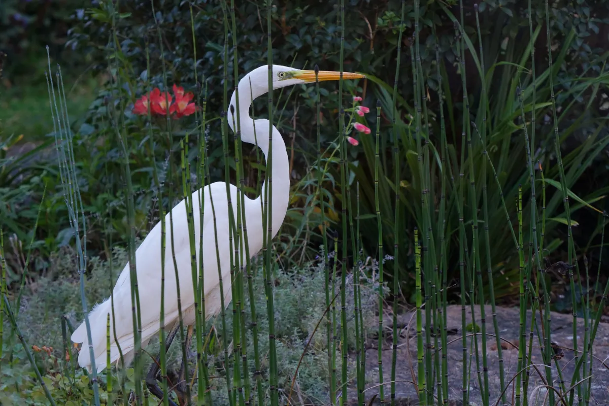 Oiseau sauvage au bec remarquable — photographie d’Yvon JACQUES