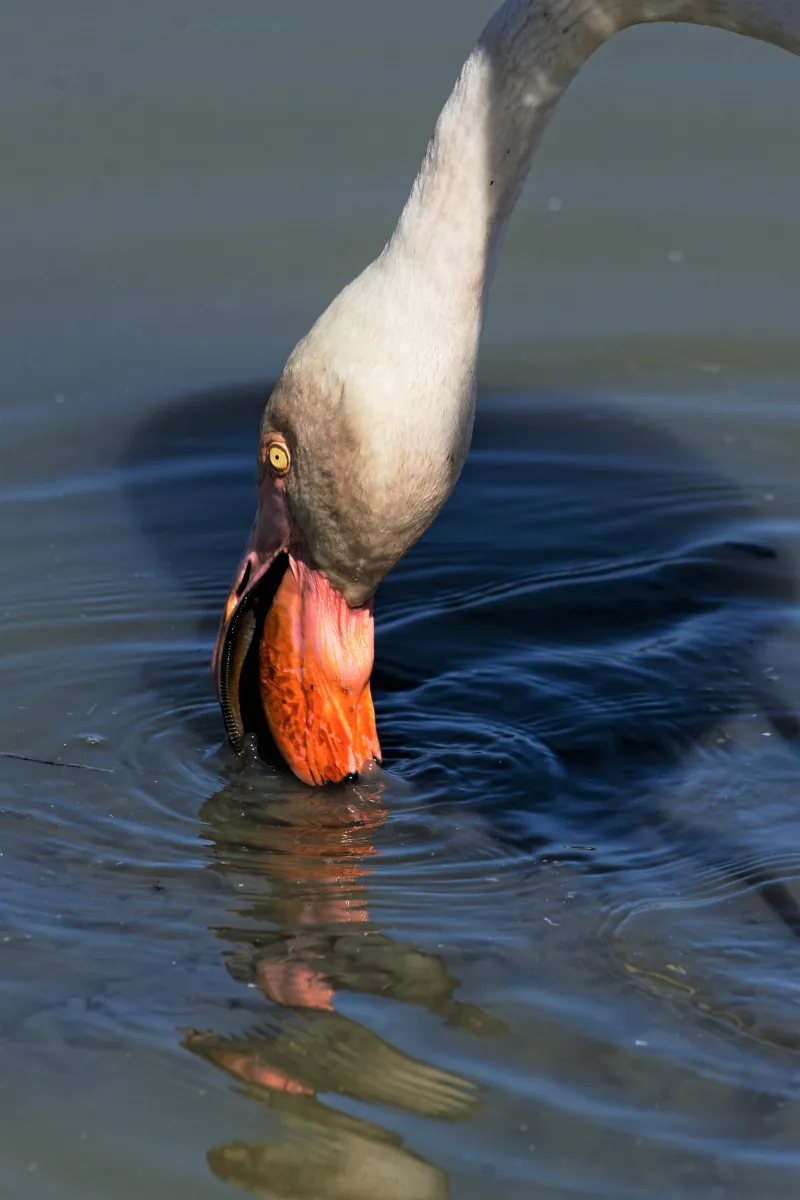 Flamant rose dans la lumière de Camargue — photographie d’Yvon JACQUES
