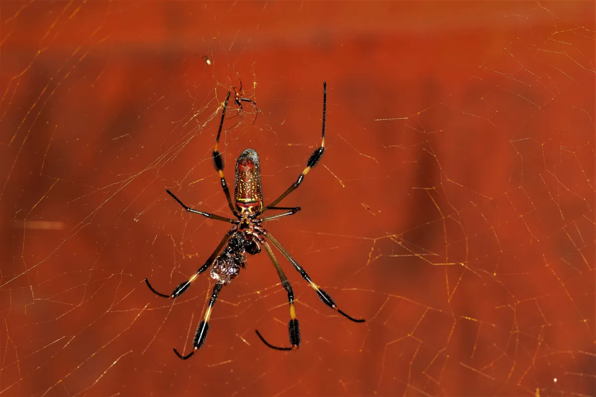 Insecte photographié en gros plan dans la nature — photographie d’Yvon JACQUES