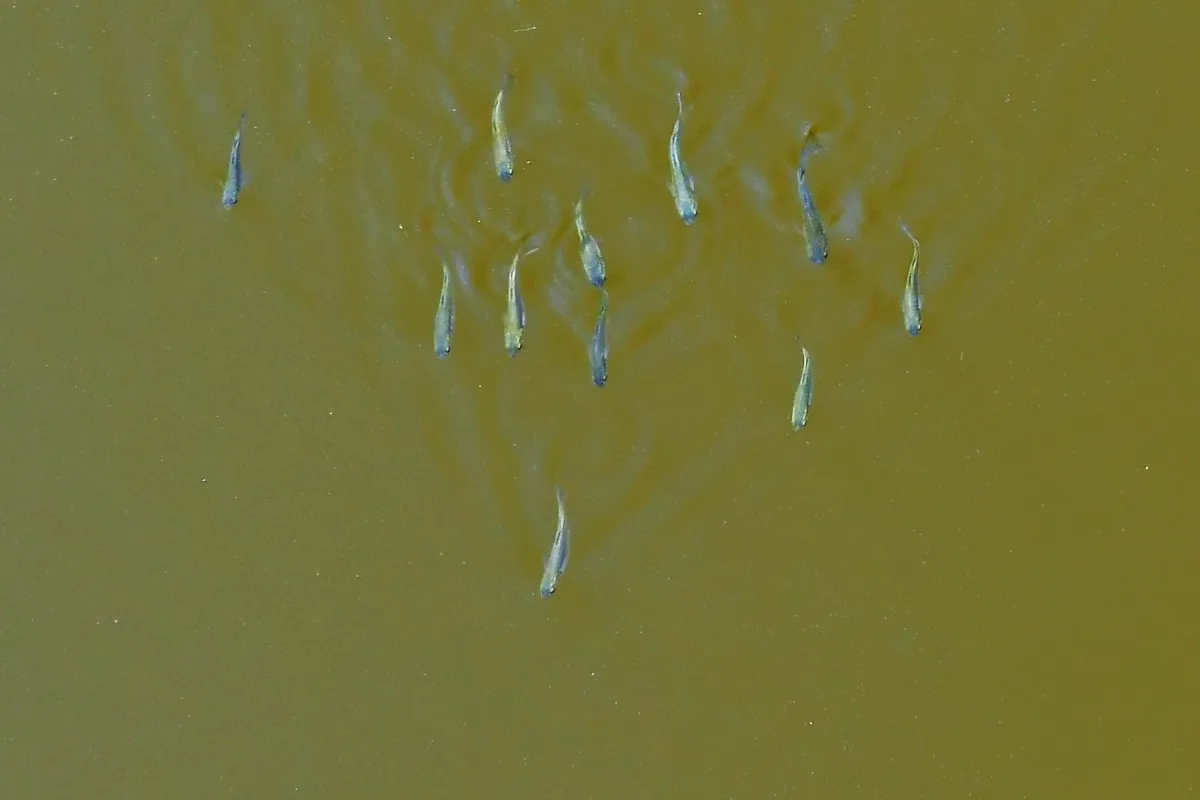 Poisson photographié sous la surface — photographie d’Yvon JACQUES