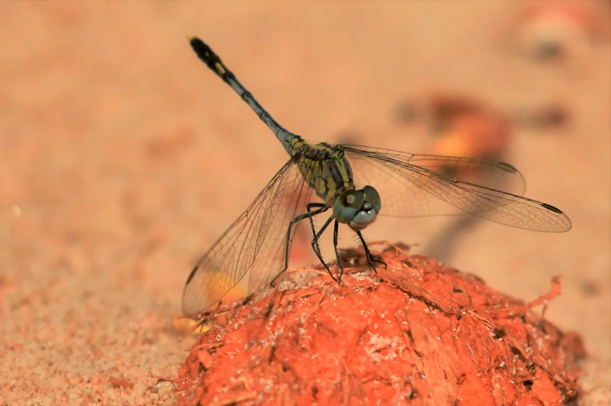 Libellule du Vietnam dans un milieu tropical — photographie d’Yvon JACQUES