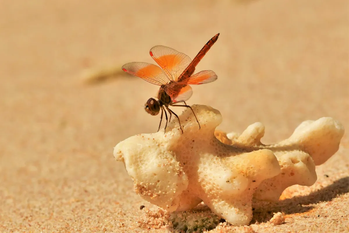Libellule du Vietnam dans un milieu tropical — photographie d’Yvon JACQUES