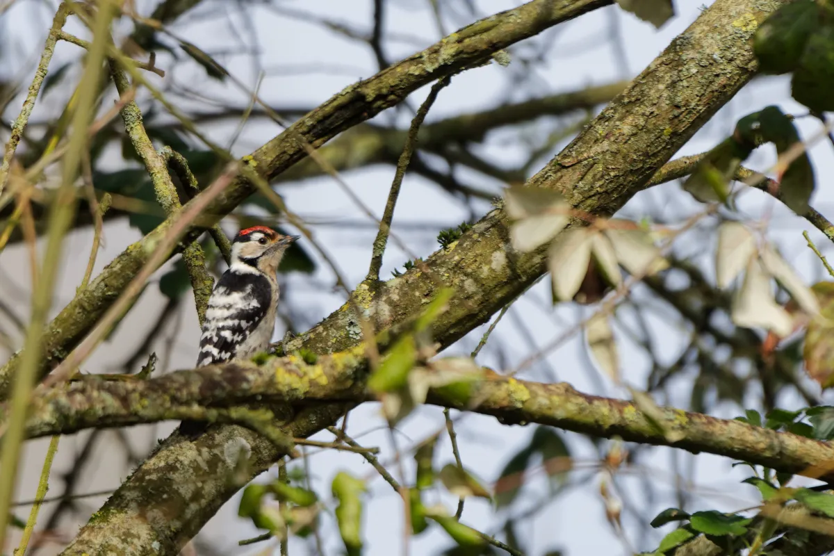 Pic photographié sur un arbre — photographie d’Yvon JACQUES